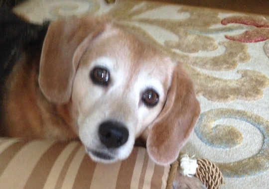 Pet Concierge by the Sea