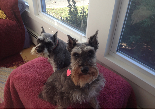 Pet Concierge by the Sea