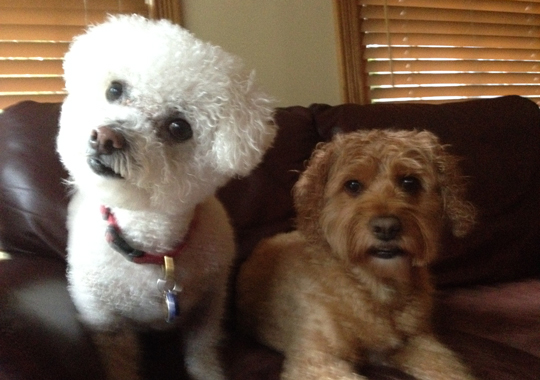 Pet Concierge by the Sea