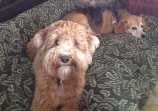 Pet Concierge by the Sea