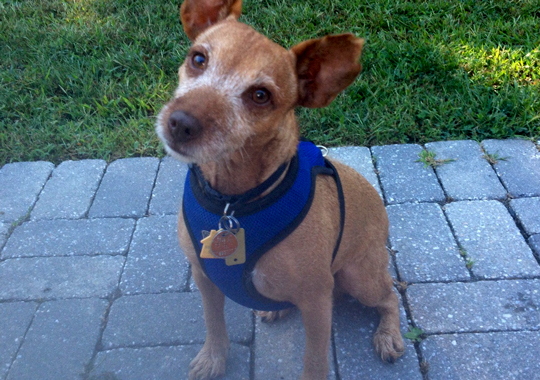 Pet Concierge by the Sea