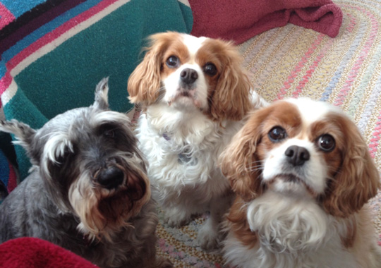 Pet Concierge by the Sea