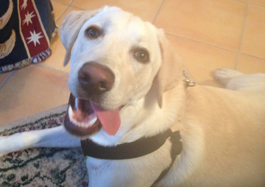 Pet Concierge by the Sea