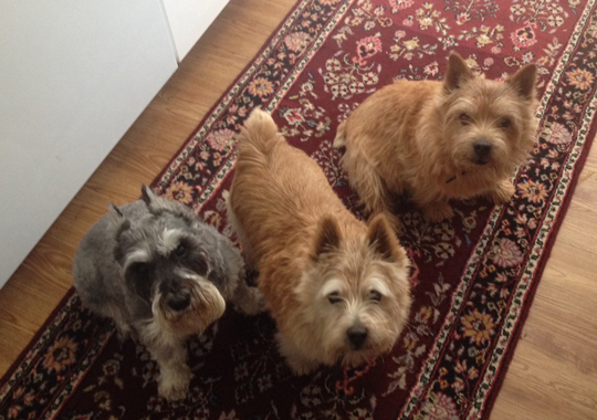 Pet Concierge by the Sea