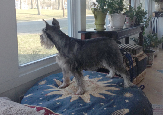 Pet Concierge by the Sea