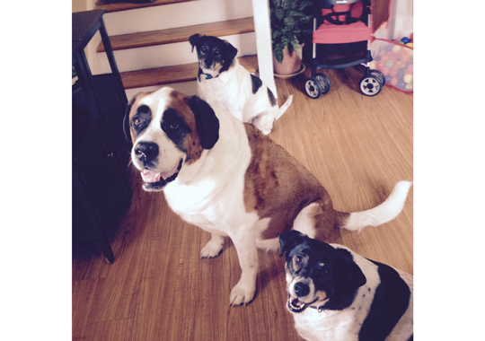 Pet Concierge by the Sea