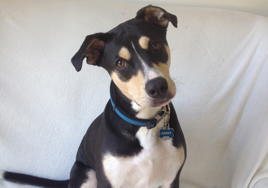 Pet Concierge by the Sea