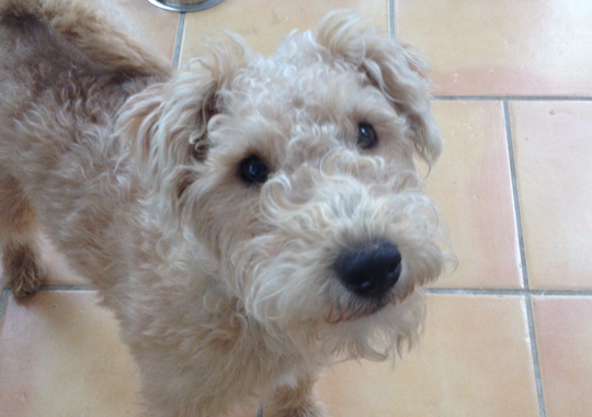 Pet Concierge by the Sea